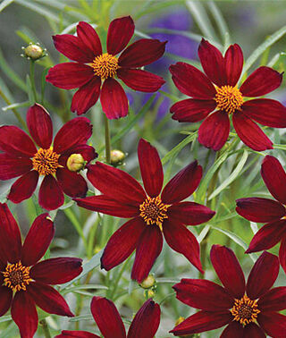 coreopsis-red-satin-tickseed-coreopsis