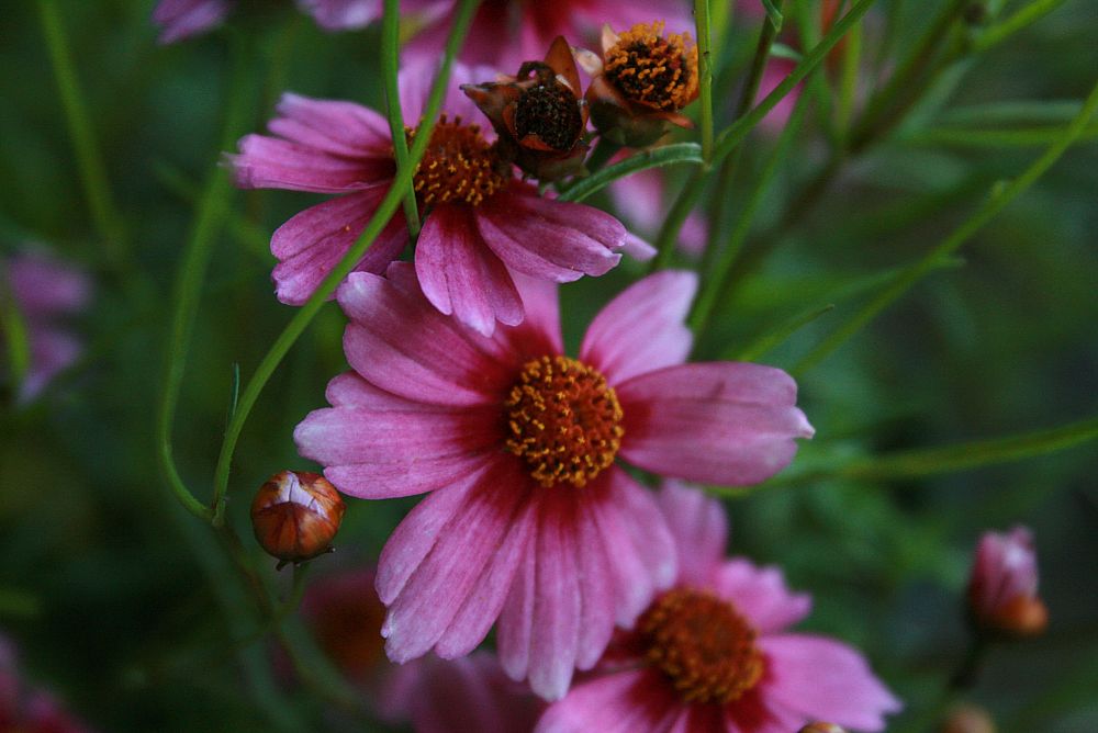coreopsis-rosea-american-dream-pink-tickseed