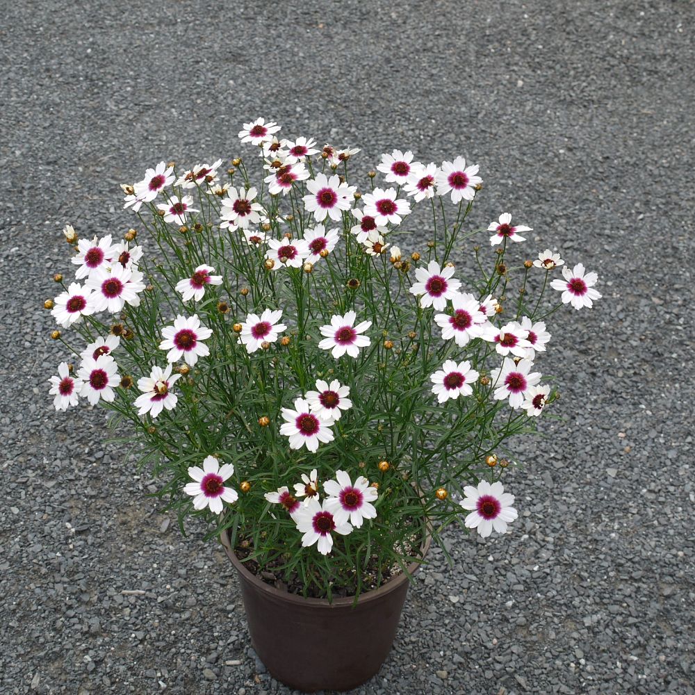 coreopsis-satin-lace-ice-wine-tickseed-coreopsis