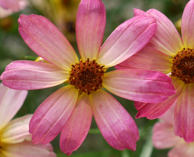 coreopsis-shades-of-rose-tickseed-coreopsis