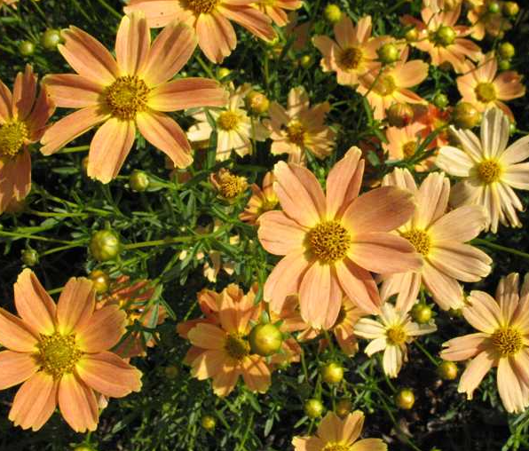 coreopsis-sienna-sunset-tickseed-coreopsis