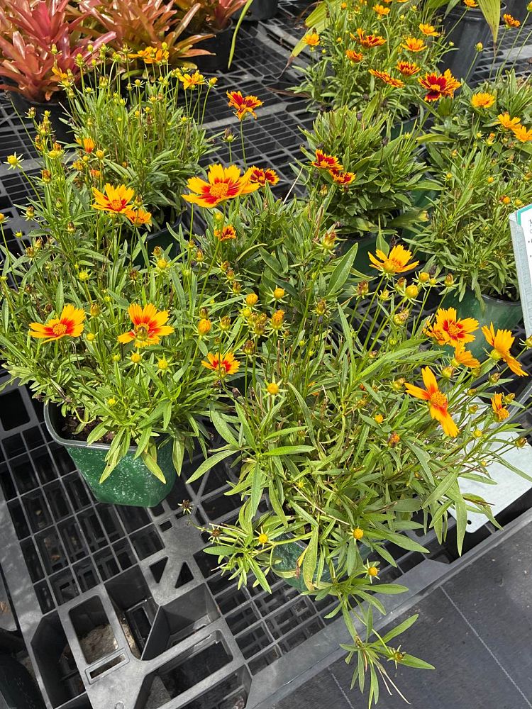 coreopsis-spp-tickseed