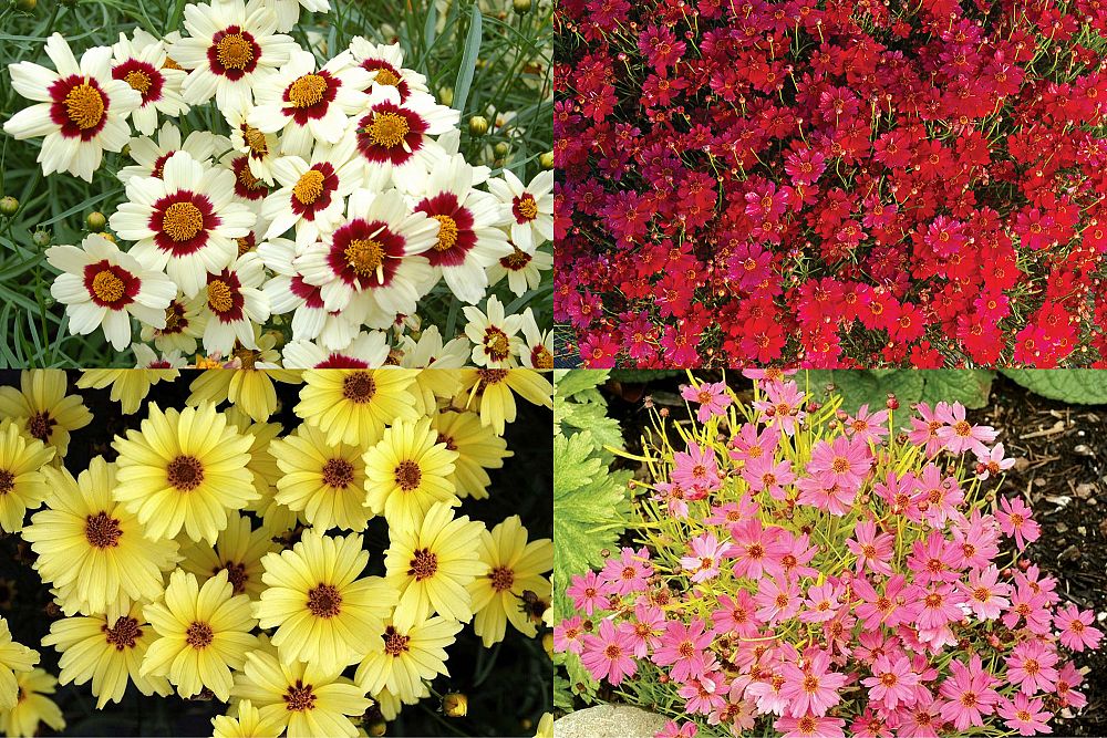 coreopsis-tickseed