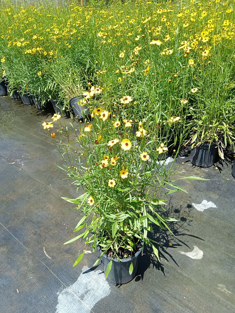 coreopsis-tickseed