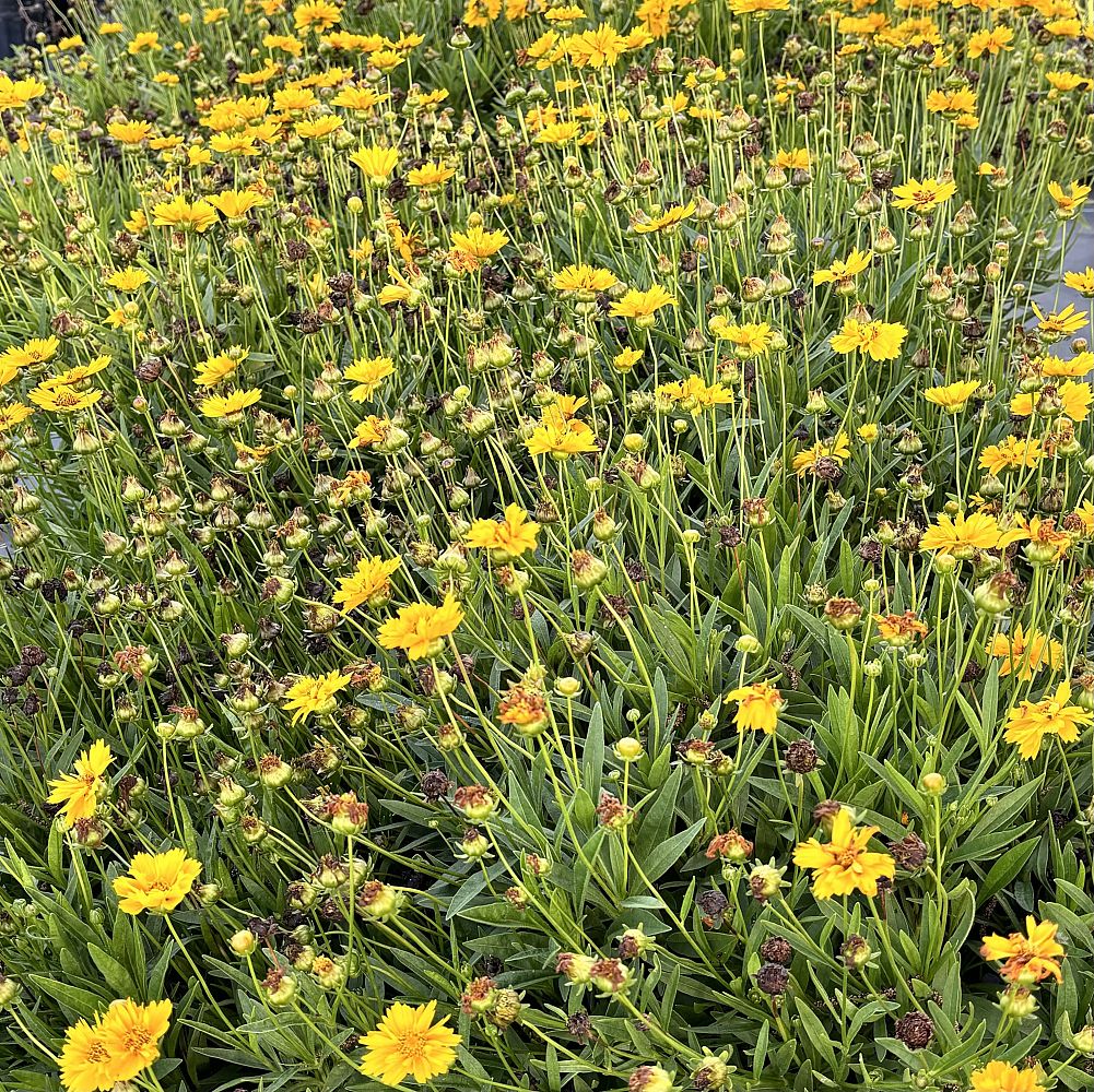 coreopsis-tickseed