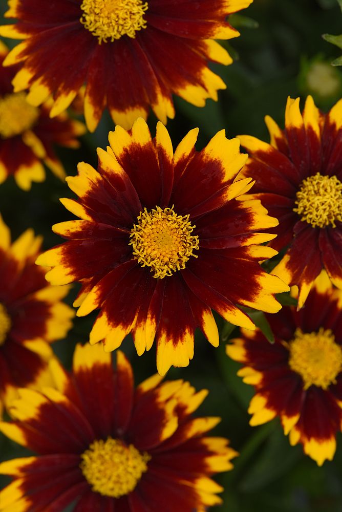 coreopsis-tickseed