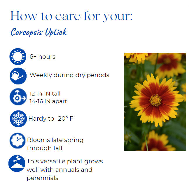 coreopsis-tickseed