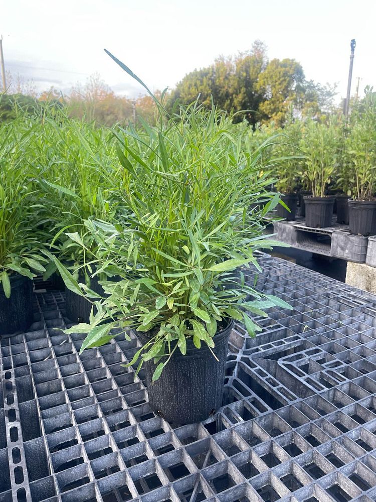 coreopsis-tickseed