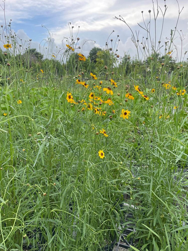 coreopsis-tickseed