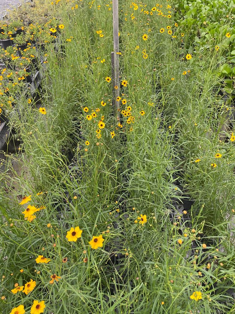 coreopsis-tickseed
