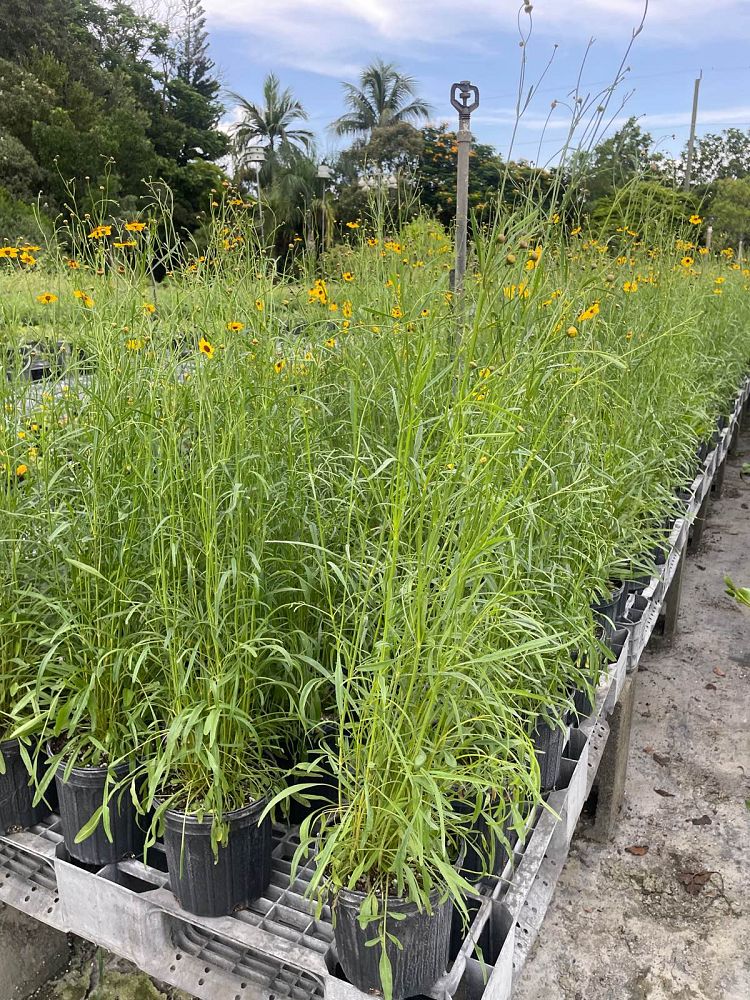 coreopsis-tickseed
