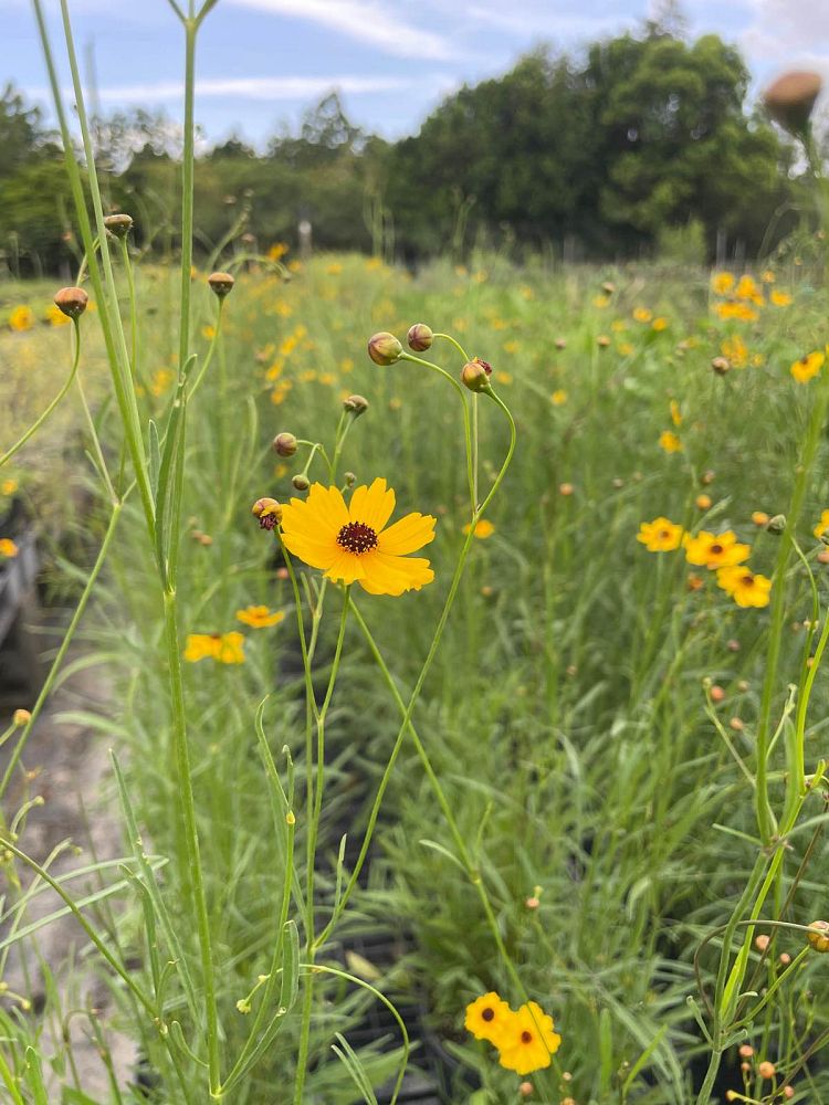 coreopsis-tickseed