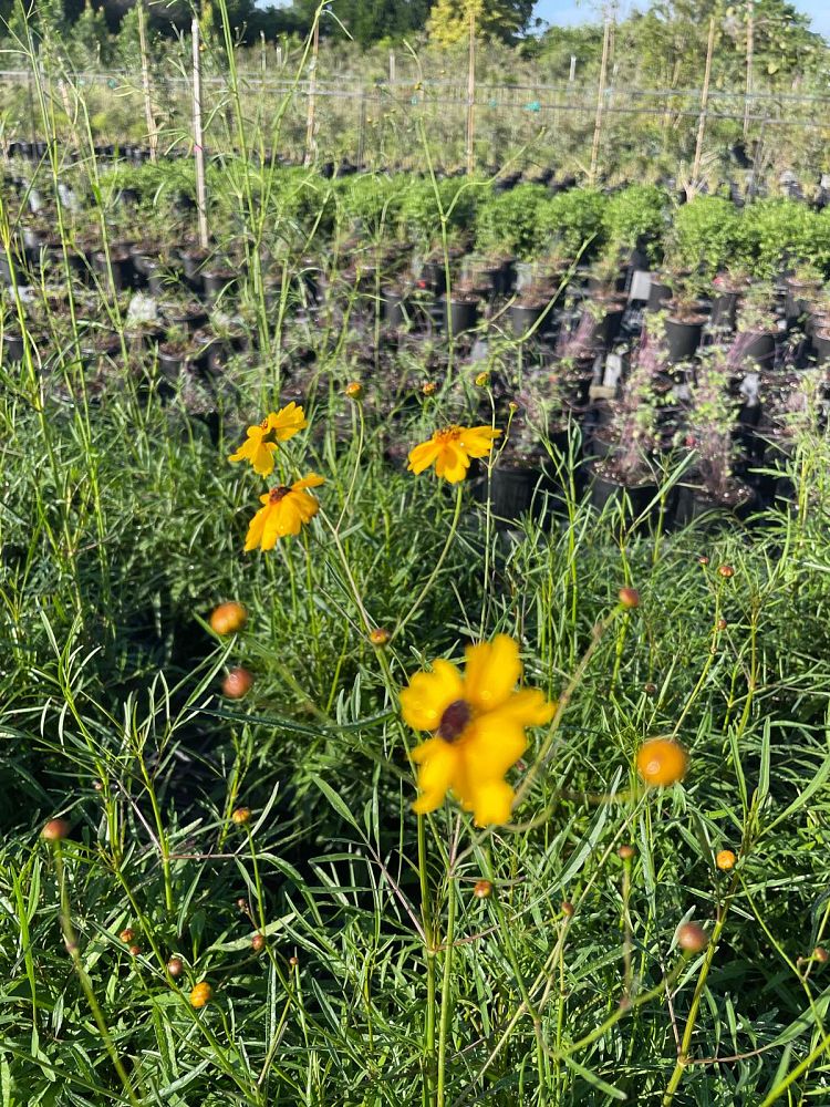 coreopsis-tickseed