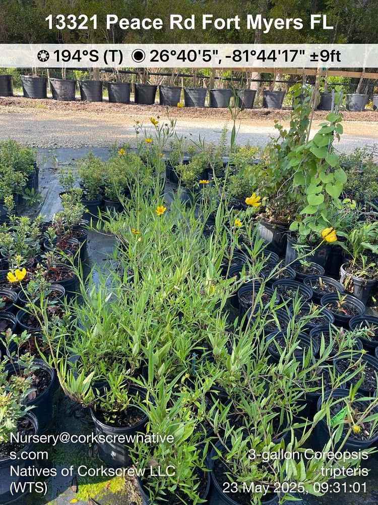 coreopsis-tripteris-tall-tickseed