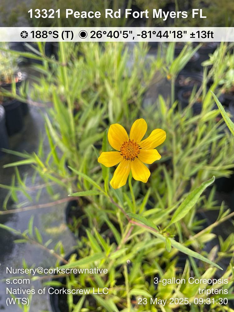 coreopsis-tripteris-tall-tickseed