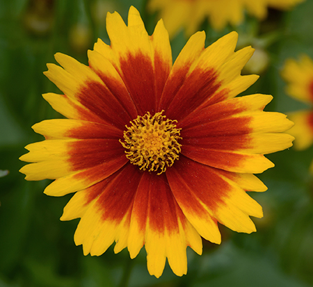 coreopsis-uptick-gold-bronze-tickseed-coreopsis