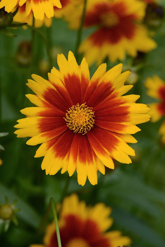 coreopsis-uptick-gold-bronze-tickseed-coreopsis