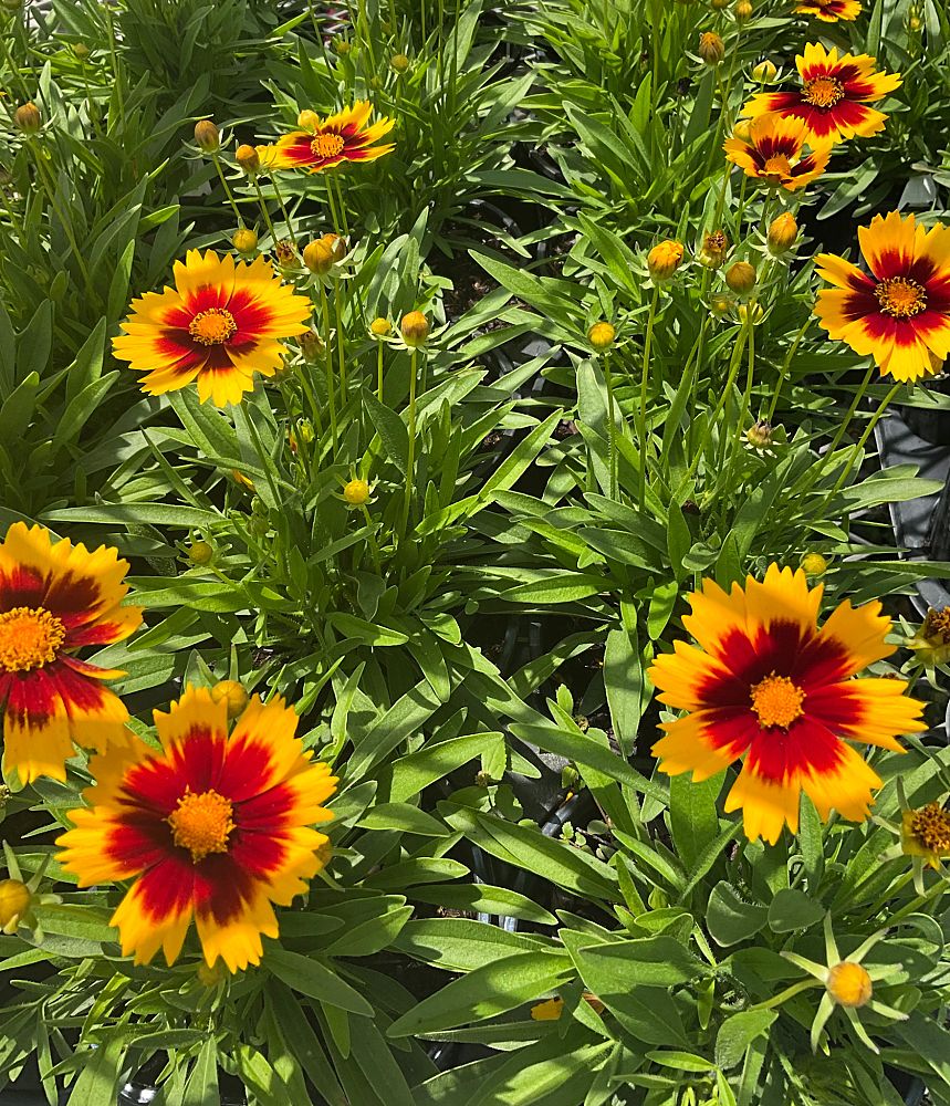 coreopsis-uptick-gold-bronze-tickseed-coreopsis