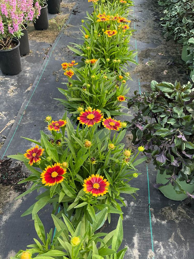 coreopsis-uptick-gold-bronze-tickseed-coreopsis