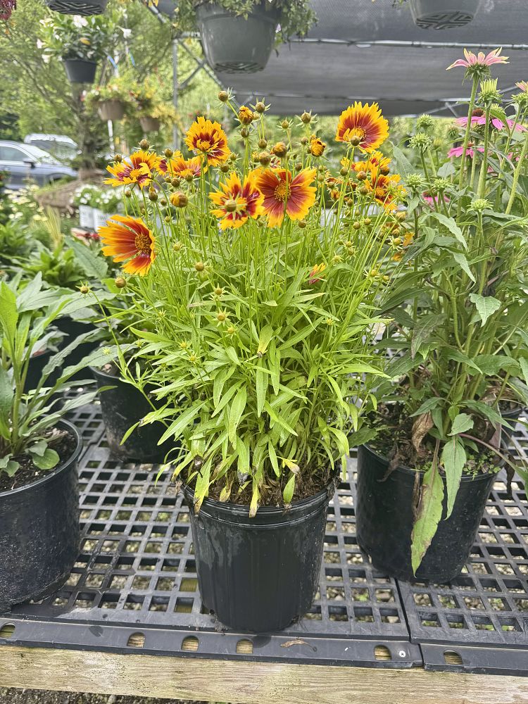 coreopsis-uptick-gold-bronze-tickseed-coreopsis