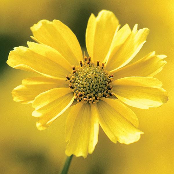 coreopsis-verticillata-creme-brulee-tickseed-threadleaf-coreopsis