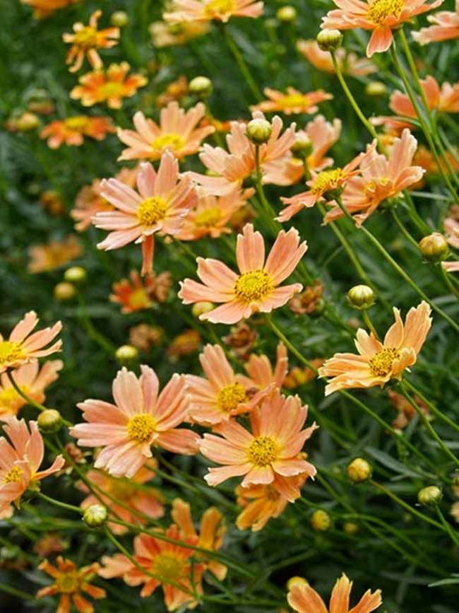 coreopsis-verticillata-creme-caramel-tickseed-threadleaf-coreopsis