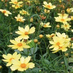 coreopsis-verticillata-moonbeam-thread-leaf-tickseed