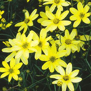 coreopsis-verticillata-moonbeam-thread-leaf-tickseed