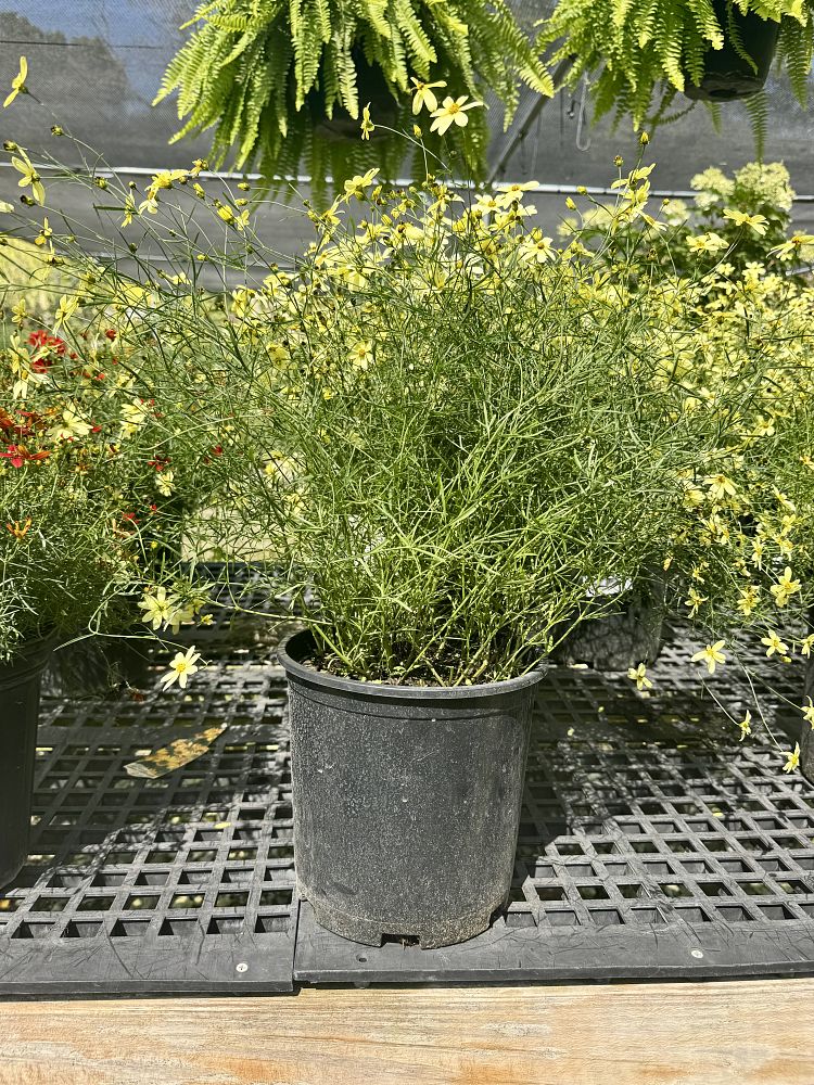 coreopsis-verticillata-moonbeam-thread-leaf-tickseed