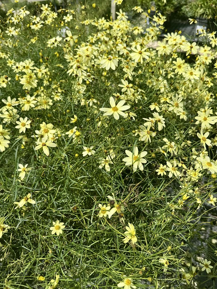 coreopsis-verticillata-moonbeam-thread-leaf-tickseed