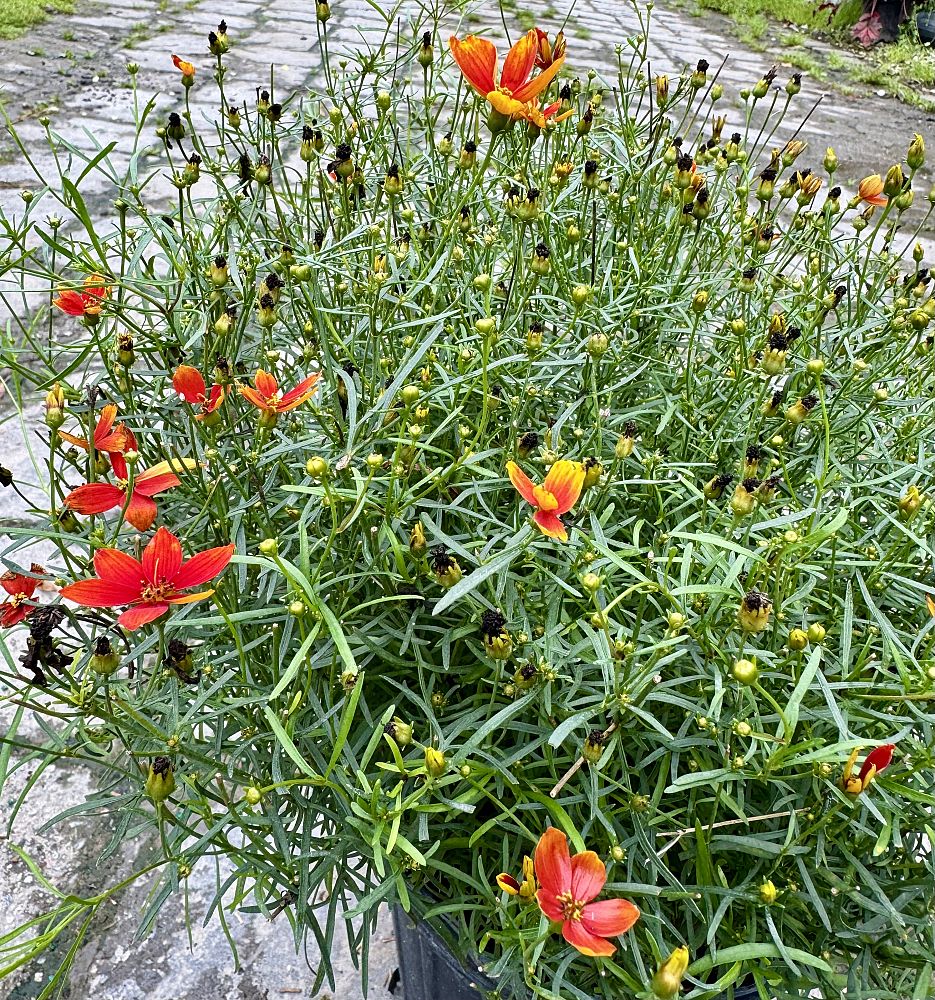coreopsis-verticillata-sizzle-spice-crazy-cayenne-tickseed-coreopsis