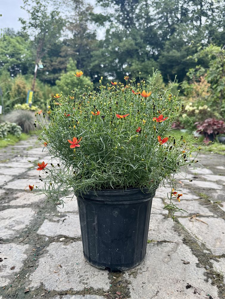 coreopsis-verticillata-sizzle-spice-crazy-cayenne-tickseed-coreopsis