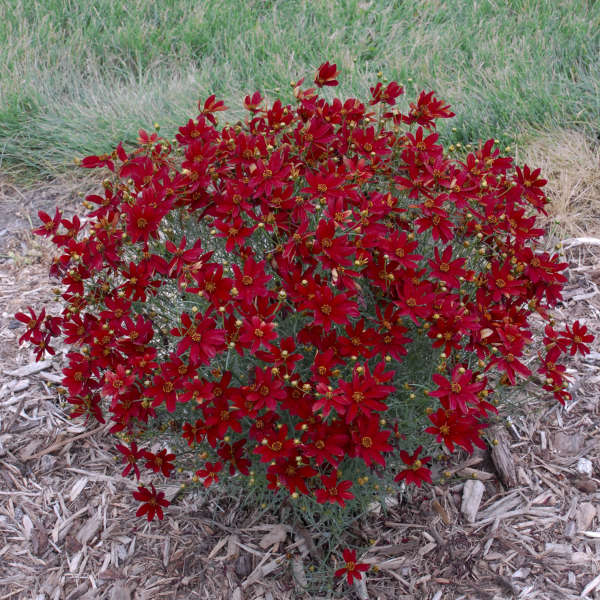 coreopsis-verticillata-sizzle-spice-hot-paprika-tickseed-coreopsis