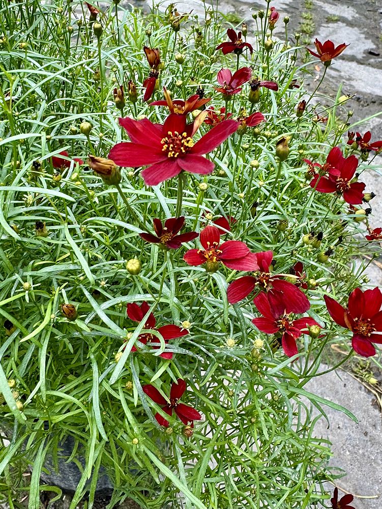 coreopsis-verticillata-sizzle-spice-hot-paprika-tickseed-coreopsis