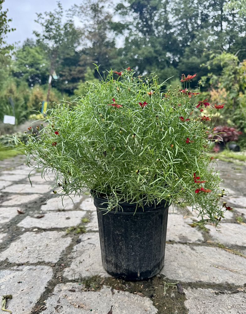 coreopsis-verticillata-sizzle-spice-hot-paprika-tickseed-coreopsis