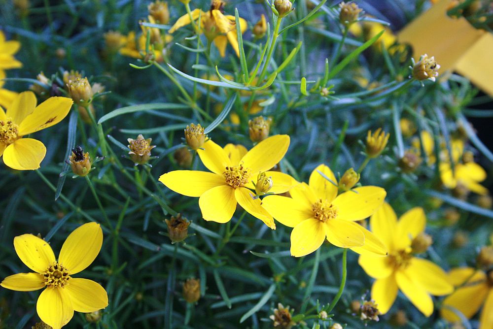 coreopsis-verticillata-zagreb-thread-leaf-tickseed