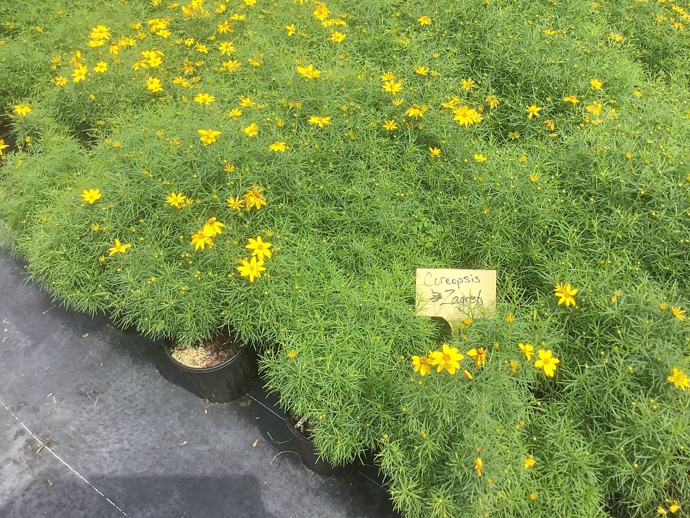 coreopsis-verticillata-zagreb-thread-leaf-tickseed