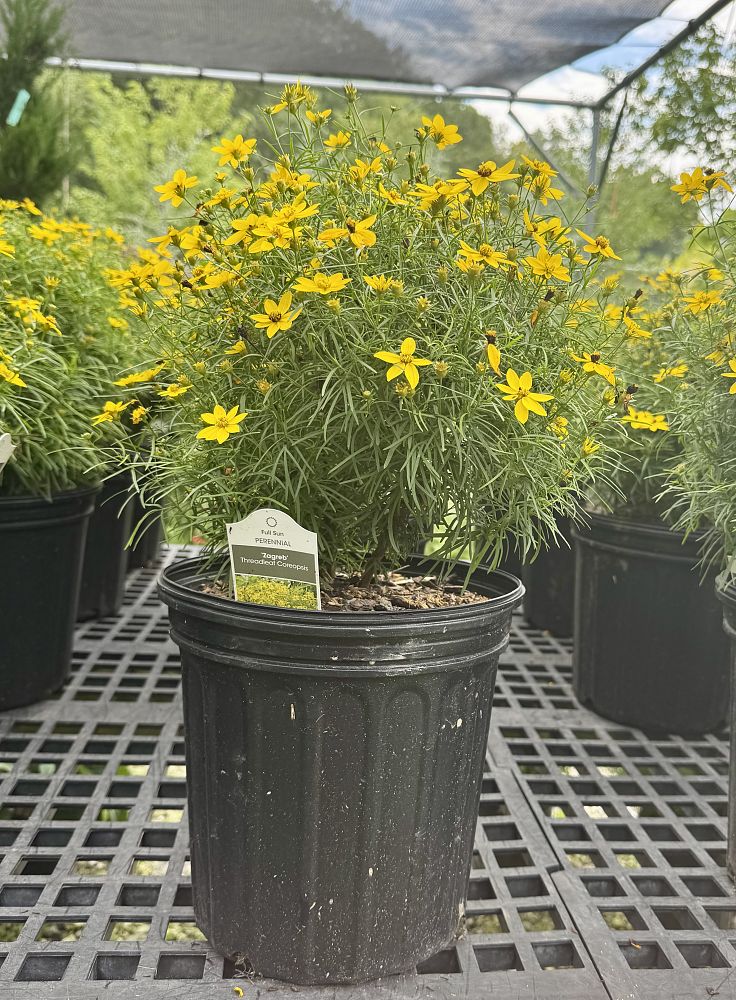 coreopsis-verticillata-zagreb-thread-leaf-tickseed