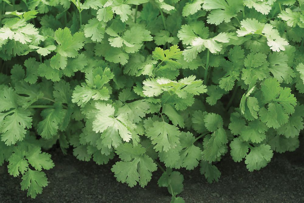 coriandrum-sativum-santo-chinese-parsley-cilantro-coriander