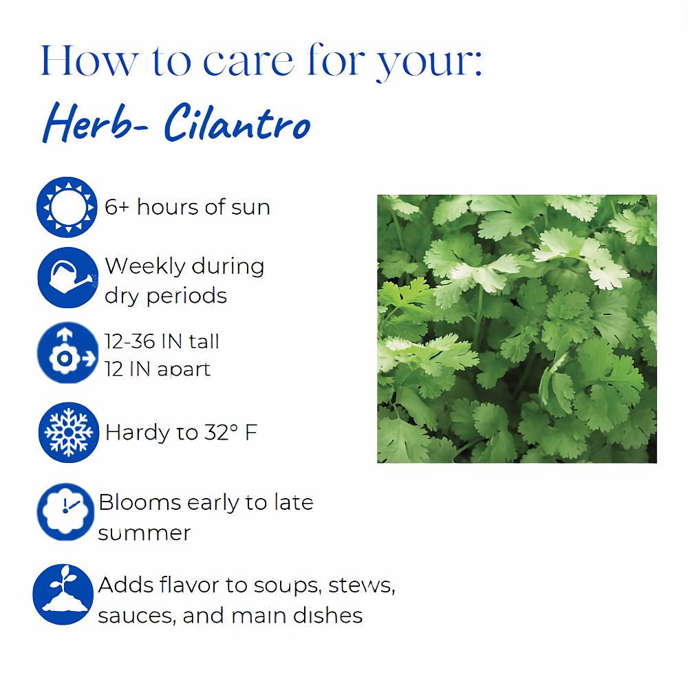 coriandrum-sativum-santo-chinese-parsley-cilantro-coriander