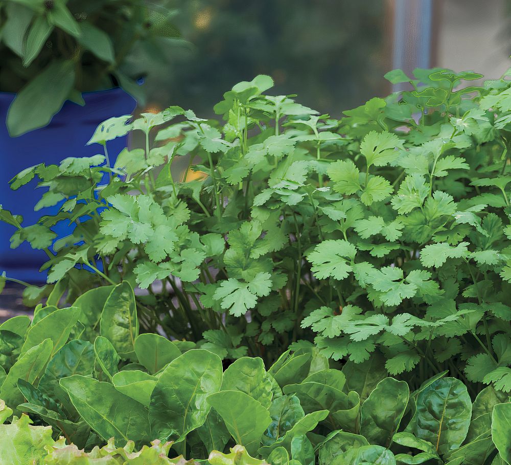coriandrum-sativum-santo-chinese-parsley-cilantro-coriander