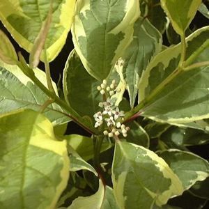 cornus-alba-cream-cracker-tatarian-red-bark-dogwood