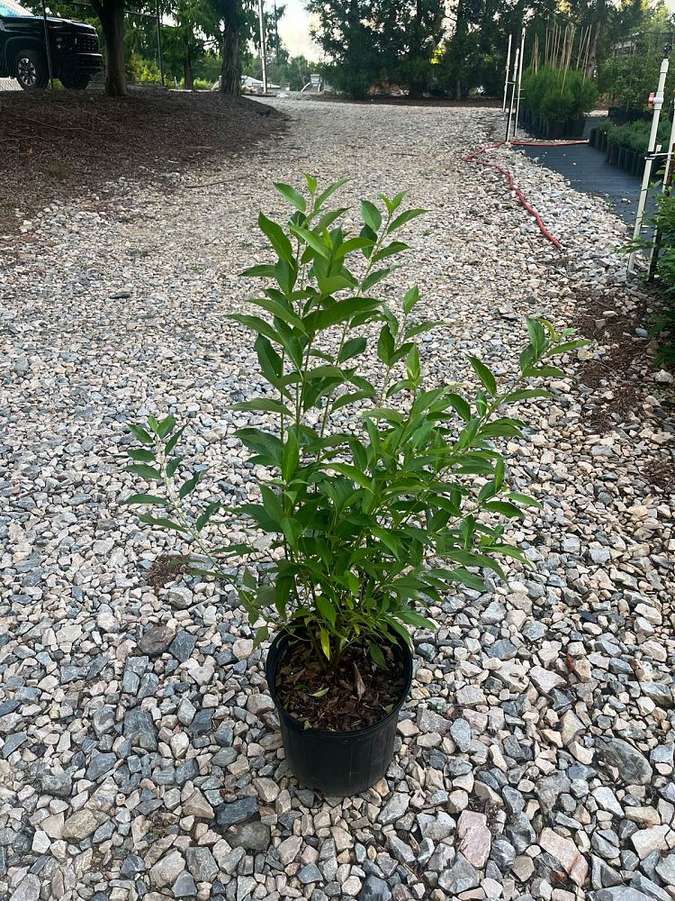 cornus-alba-red-gnome-red-twig-dogwood-tatarian-dogwood-red-barked-dogwood