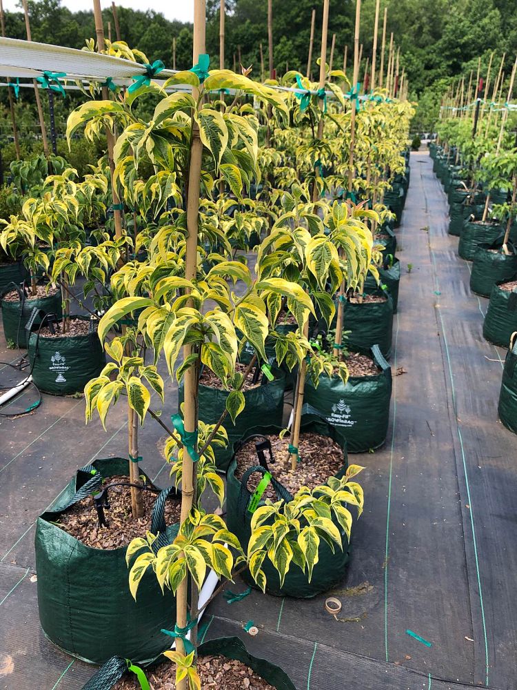 cornus-celestial-shadow-dogwood