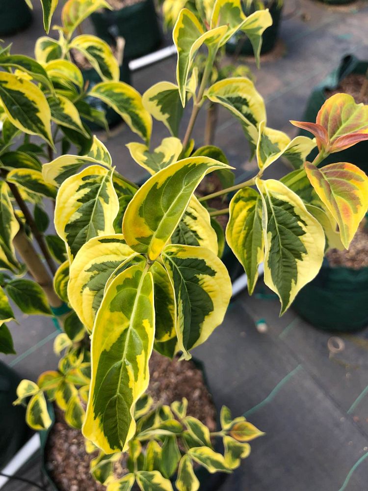 cornus-celestial-shadow-dogwood