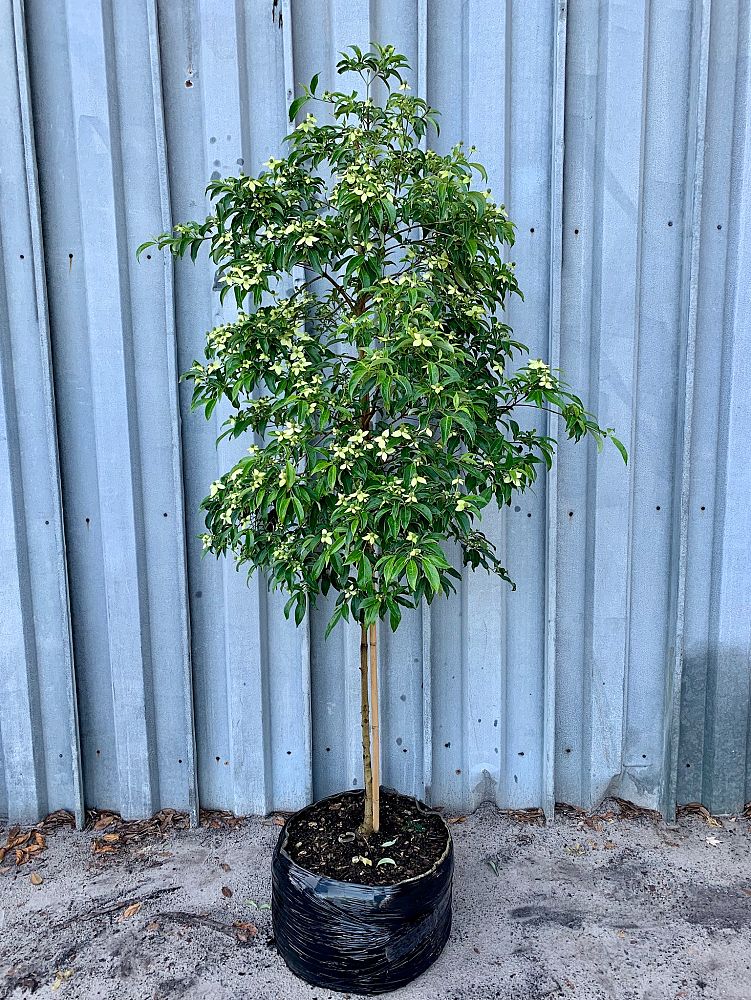 cornus-elliptica-empress-of-china-kousa-dogwood-chinese-evergreen-dogwood