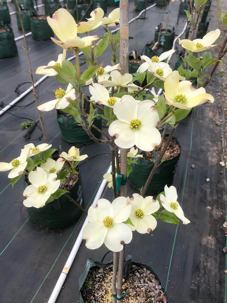 cornus-florida-appalachian-joy-flowering-dogwood