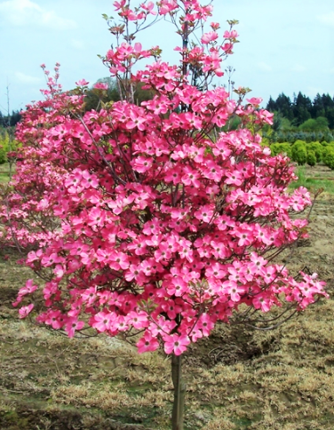 cornus-florida-cherokee-chief-flowering-dogwood