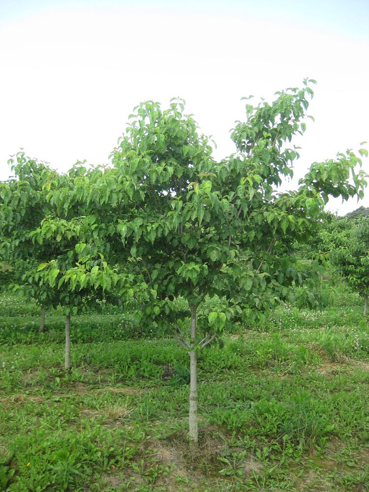 cornus-florida-cherokee-princess-flowering-dogwood