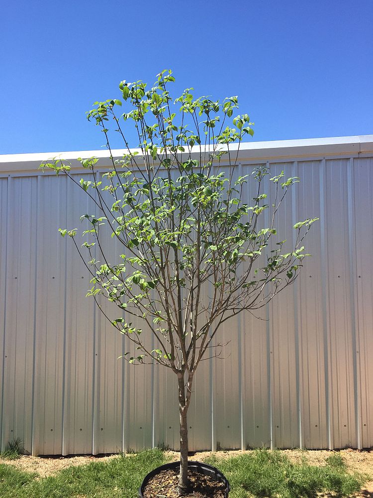 cornus-florida-cherokee-princess-flowering-dogwood